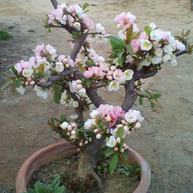 海棠花苗盆景海棠庭院阳台种植观叶观花植物