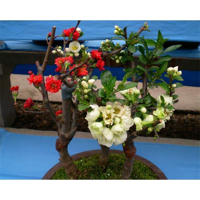海棠花苗盆景海棠庭院阳台种植观叶观花植物