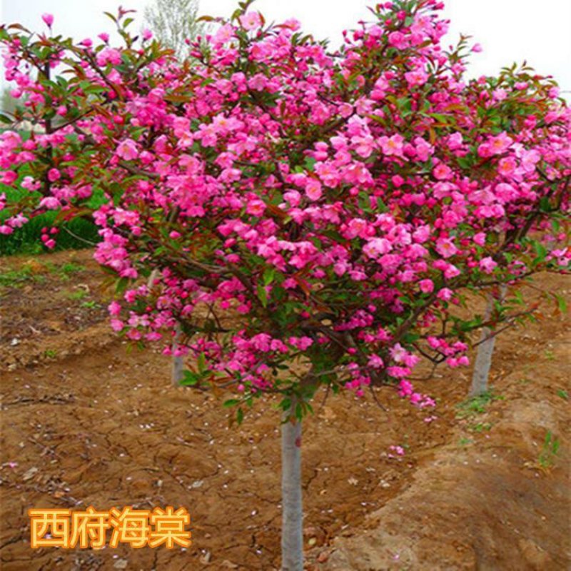 海棠花苗盆景海棠庭院阳台种植观叶观花植物