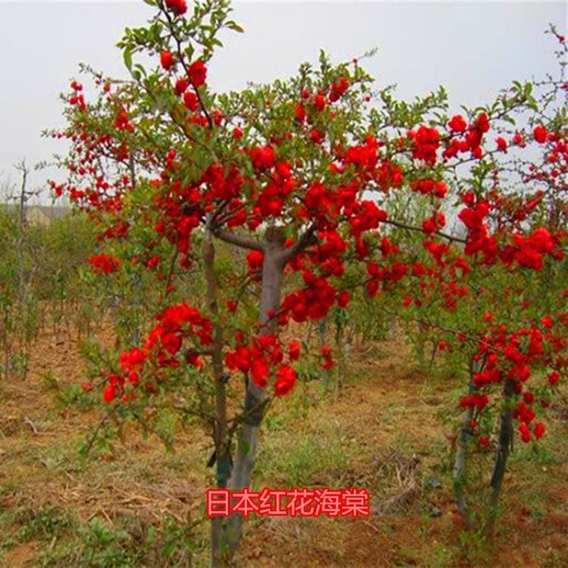 海棠花苗盆景海棠庭院阳台种植观叶观花植物