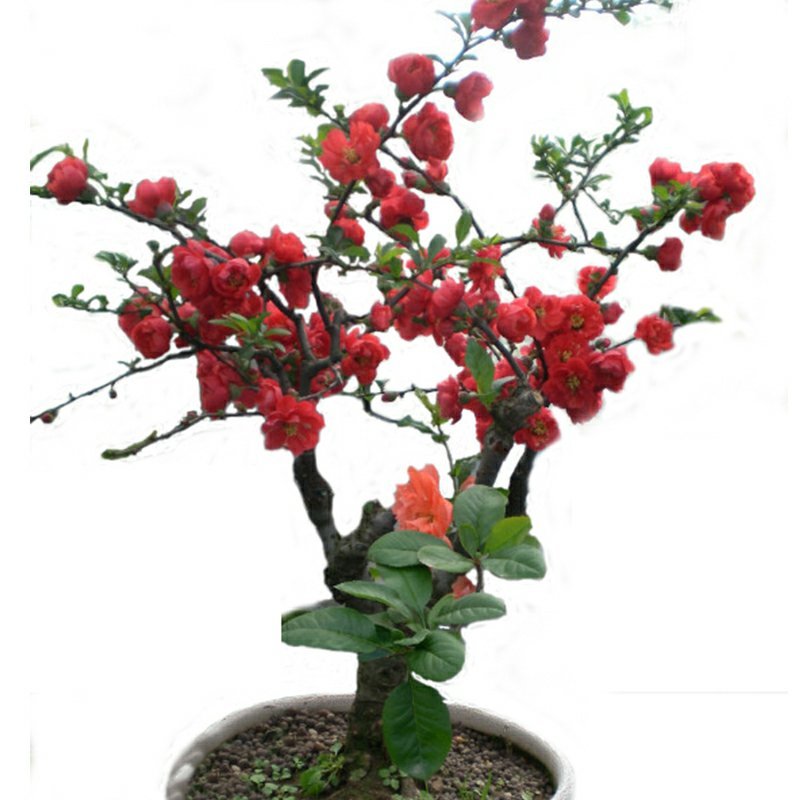 海棠花苗盆景海棠庭院阳台种植观叶观花植物