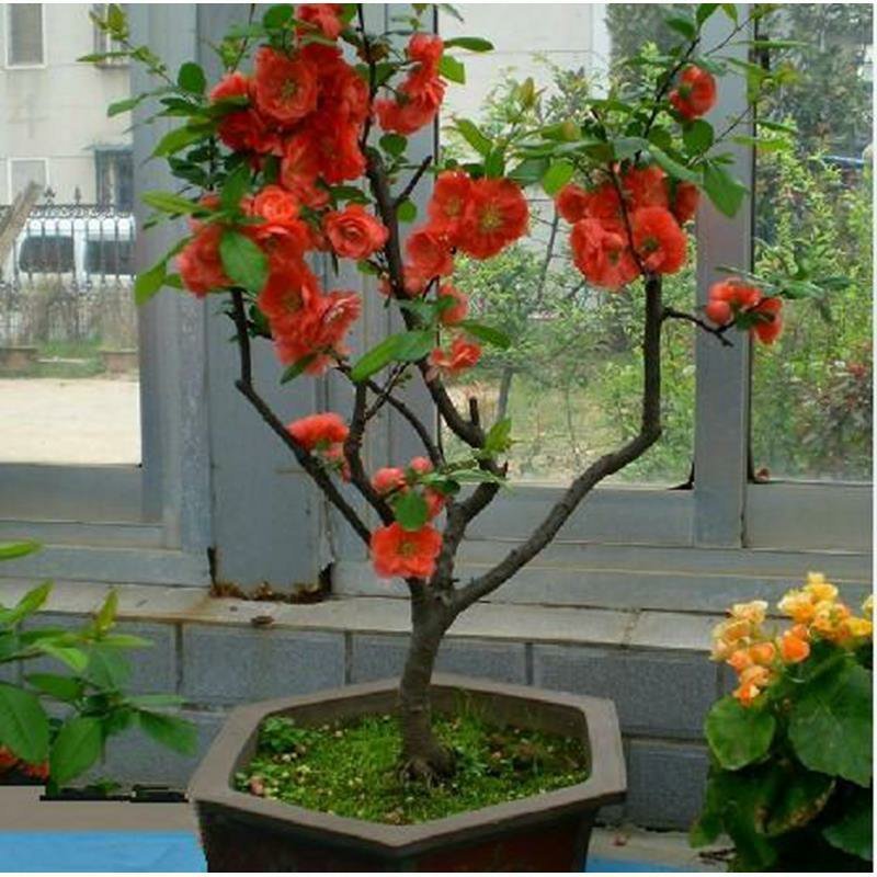 海棠花苗盆景海棠庭院阳台种植观叶观花植物