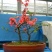 海棠花苗盆景海棠庭院阳台种植观叶观花植物