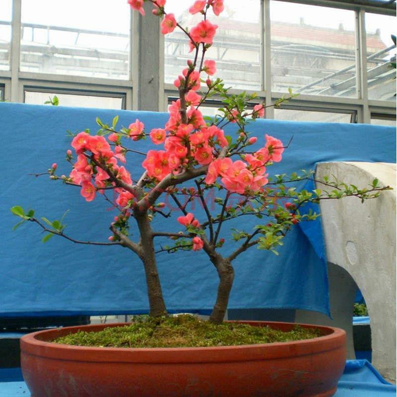 海棠花苗盆景海棠庭院阳台种植观叶观花植物