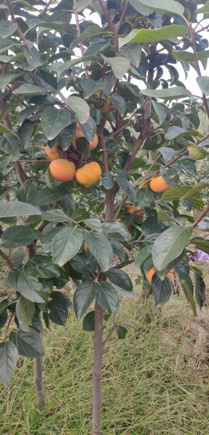 阳丰甜柿树苗，新东阳甜柿树苗，3-5公分柿子树苗