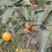 阳丰甜柿树苗，新东阳甜柿树苗，3-5公分柿子树苗