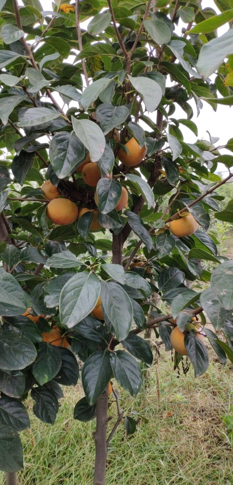 阳丰甜柿树苗，新东阳甜柿树苗，3-5公分柿子树苗