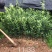 脆蜜金桔苗.果皮特脆甜.无油涩味.量大可开正式发票