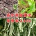 霸王龙k6四季豆种子拖车头白龙马无筋豆角种籽宽豆种