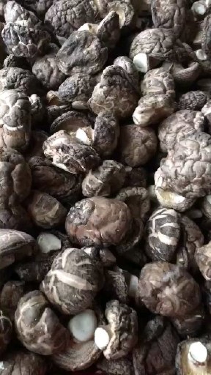 茶花菇光面干香菇以质论价冬菇肉厚自产自销
