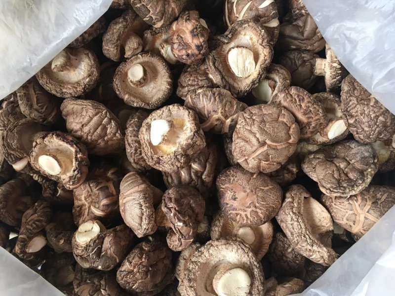 茶花菇光面干香菇以质论价冬菇肉厚自产自销