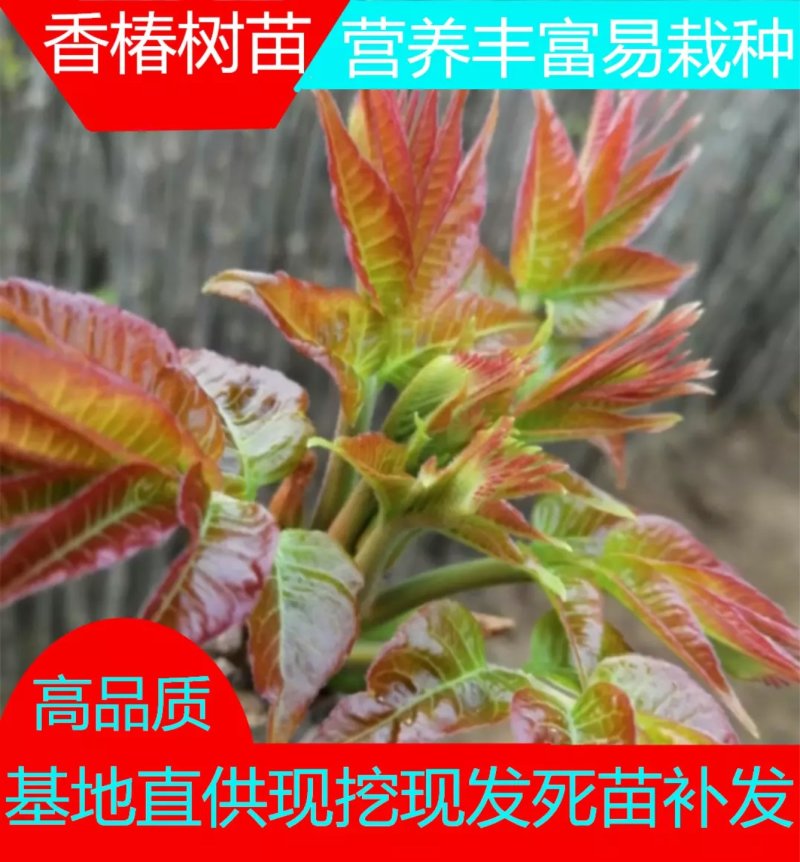 香椿树苗红油香椿树苗地栽食用香椿树苗高产红油香椿南北种植