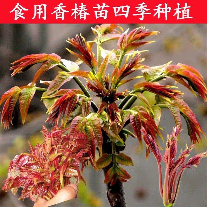 红油香椿苗香椿树地栽食用南北方种植树苗绿油香椿树盆栽果苗