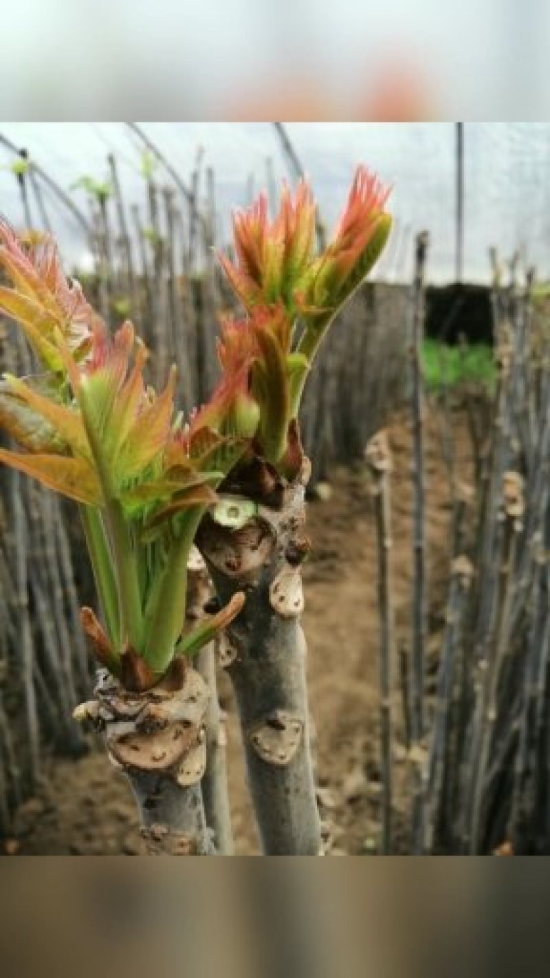红油香椿苗香椿树地栽食用南北方种植树苗绿油香椿树盆栽果苗
