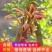 红油香椿苗香椿树地栽食用南北方种植树苗绿油香椿树盆栽果苗