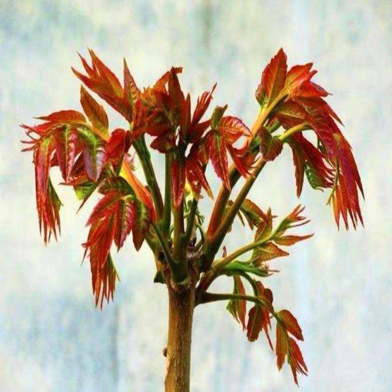 红油香椿苗香椿树地栽食用南北方种植树苗绿油香椿树盆栽果苗