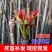 红油香椿苗香椿树地栽食用南北方种植树苗绿油香椿树盆栽果苗