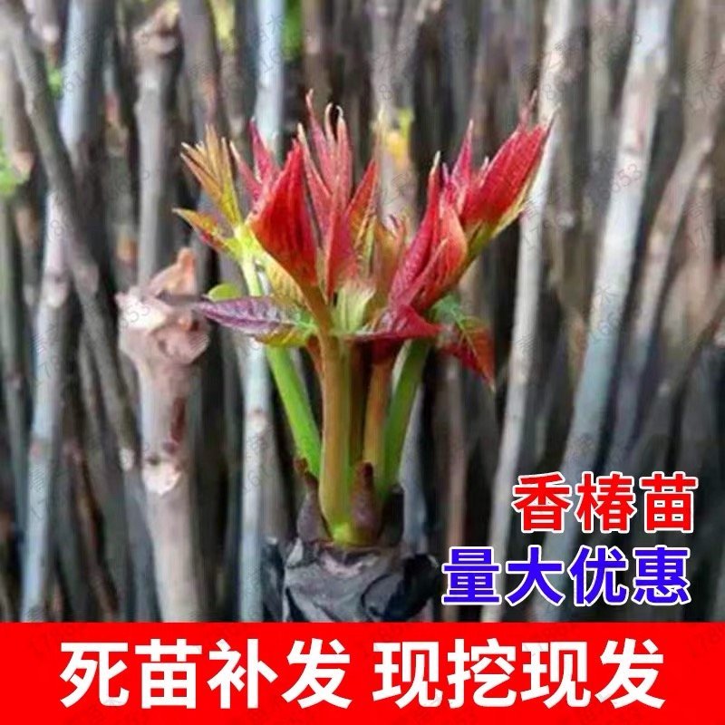 红油香椿苗香椿树地栽食用南北方种植树苗绿油香椿树盆栽果苗