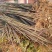 红油香椿苗香椿树地栽食用南北方种植树苗绿油香椿树盆栽果苗