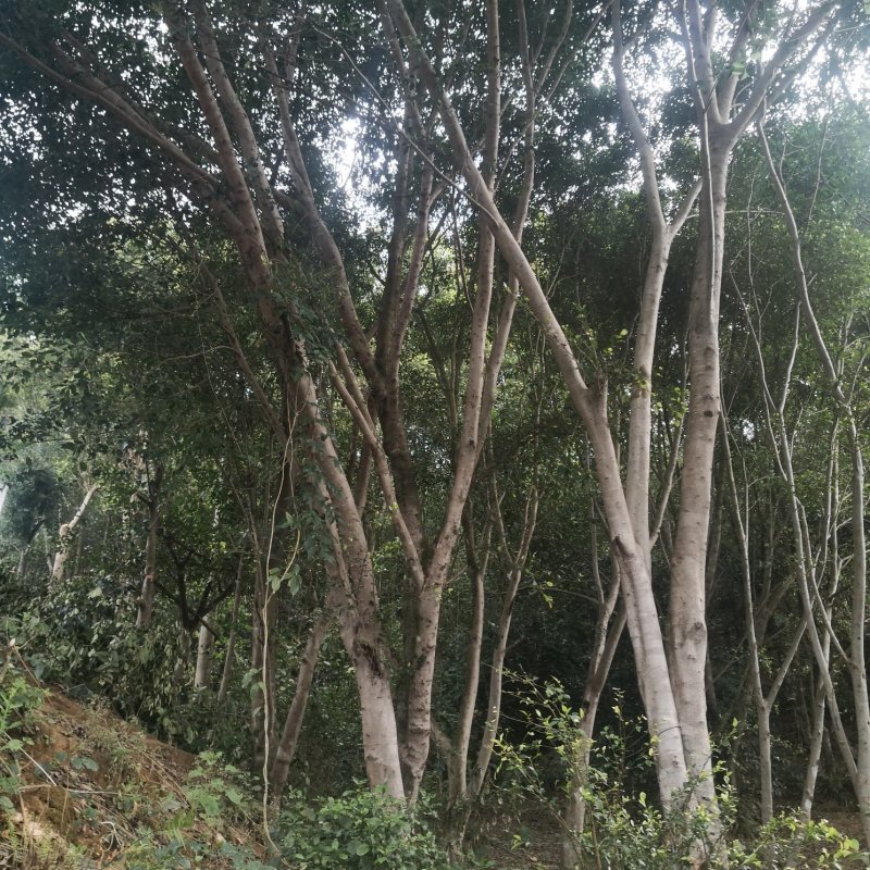 大叶子榕树