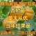 杏树嫁接苗甜杏特大早熟金太阳树苗南北种植果树苗当年结果苗