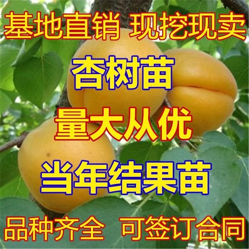 杏树嫁接苗甜杏特大早熟金太阳树苗南北种植果树苗当年结果苗