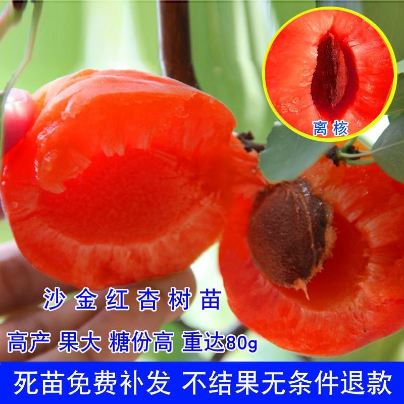 杏树嫁接苗甜杏特大早熟金太阳树苗南北种植果树苗当年结果苗