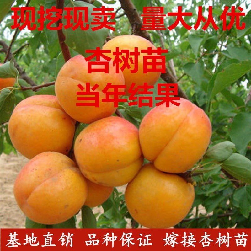 杏树苗嫁接新品种高产杏树苗现挖杏子树苗南北方种植当年结果