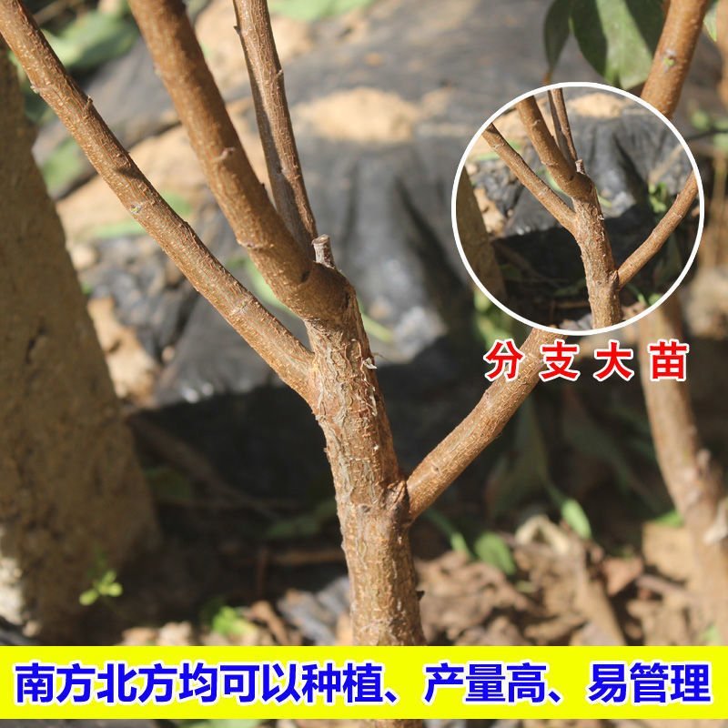 杏树苗嫁接新品种高产杏树苗现挖杏子树苗南北方种植当年结果