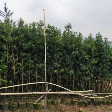 罗汉松布袋苗(全国整车发货，地径2~3分的罗汉松布袋苗)