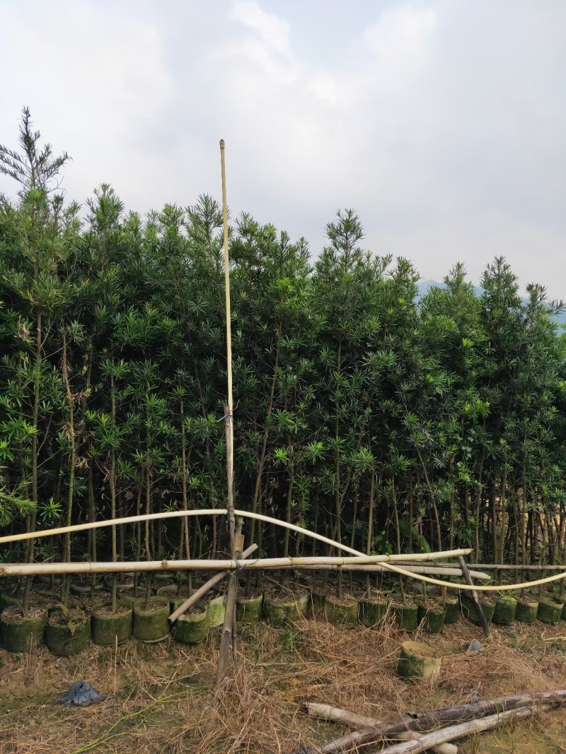 罗汉松布袋苗(全国整车发货，地径2~3分的罗汉松布袋苗)