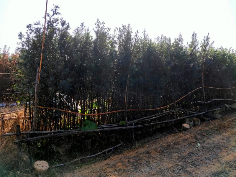 罗汉松布袋苗(全国整车发货，地径2~3分的罗汉松布袋苗)