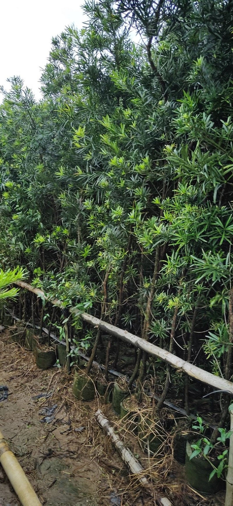 罗汉松布袋苗(全国整车发货，地径2~3分的罗汉松布袋苗)