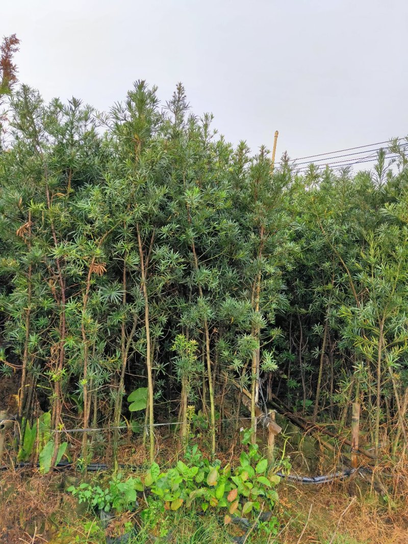 罗汉松布袋苗(全国整车发货，地径2~3分的罗汉松布袋苗)