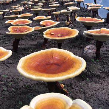找30亩土地建大棚种灵芝