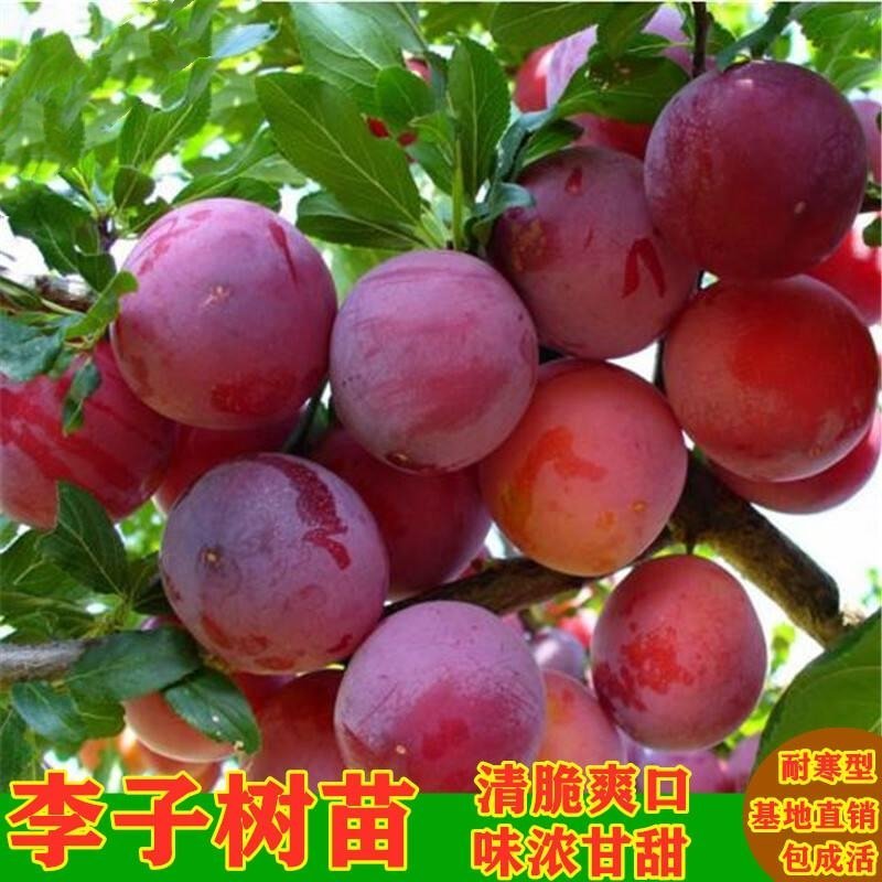 嫁接李子树苗大红脆李子西梅李子南北方种植高产脱骨当年结果