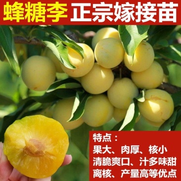 蜂糖李子树苗特大果李子苗南北方种植嫁接李子苗当年结果树苗