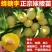 蜂糖李子树苗特大果李子苗南北方种植嫁接李子苗当年结果树苗