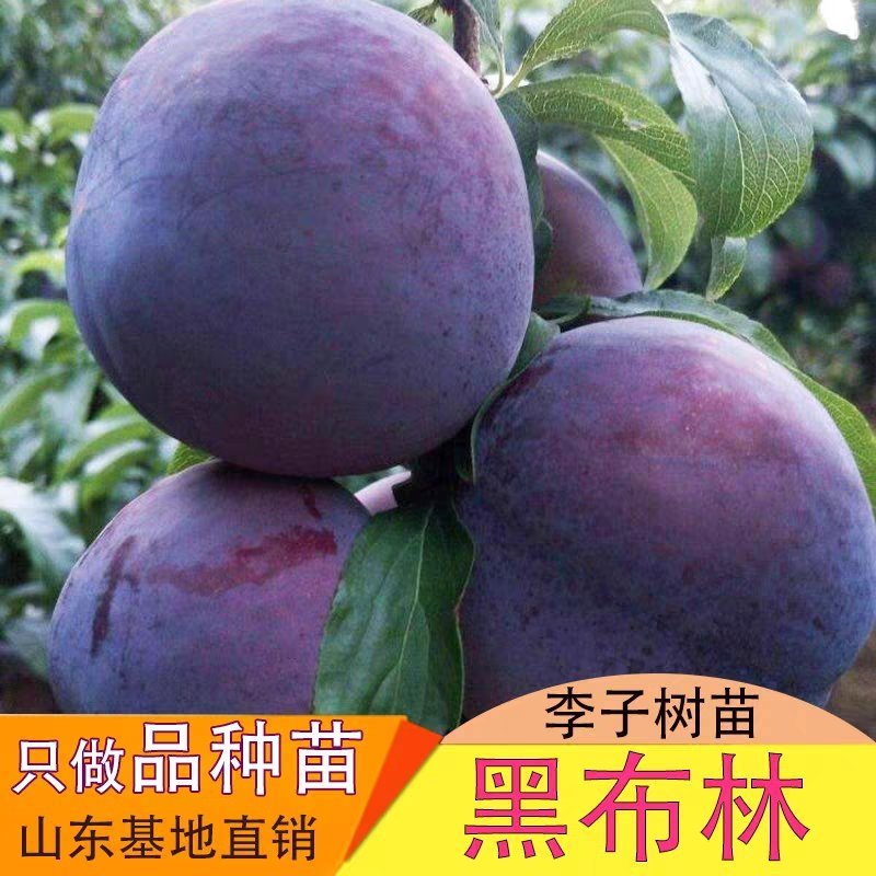 黑布林李子树苗嫁接李子树苗地栽南北方种植果树当年结果树苗