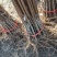 黑布林李子树苗嫁接李子树苗地栽南北方种植果树当年结果树苗