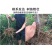 黑布林李子树苗嫁接李子树苗地栽南北方种植果树当年结果树苗