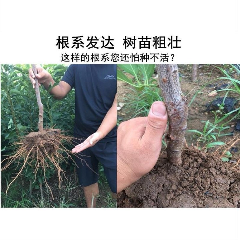 黑布林李子树苗嫁接李子树苗地栽南北方种植果树当年结果树苗