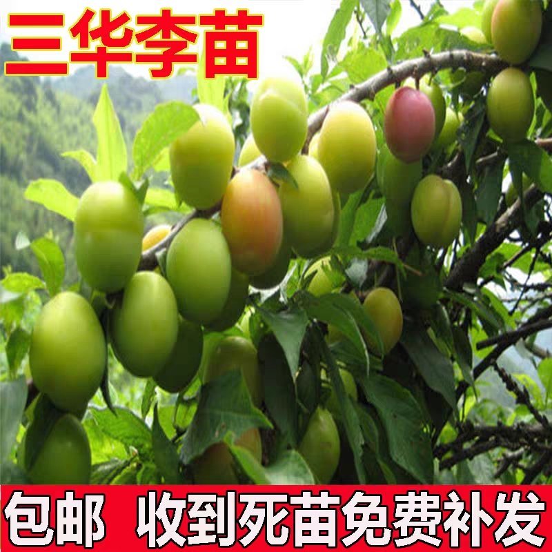 嫁接李子苗三华李高产红布李树苗南方北方种植果树苗当年结果
