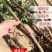 嫁接李子苗三华李高产红布李树苗南方北方种植果树苗当年结果