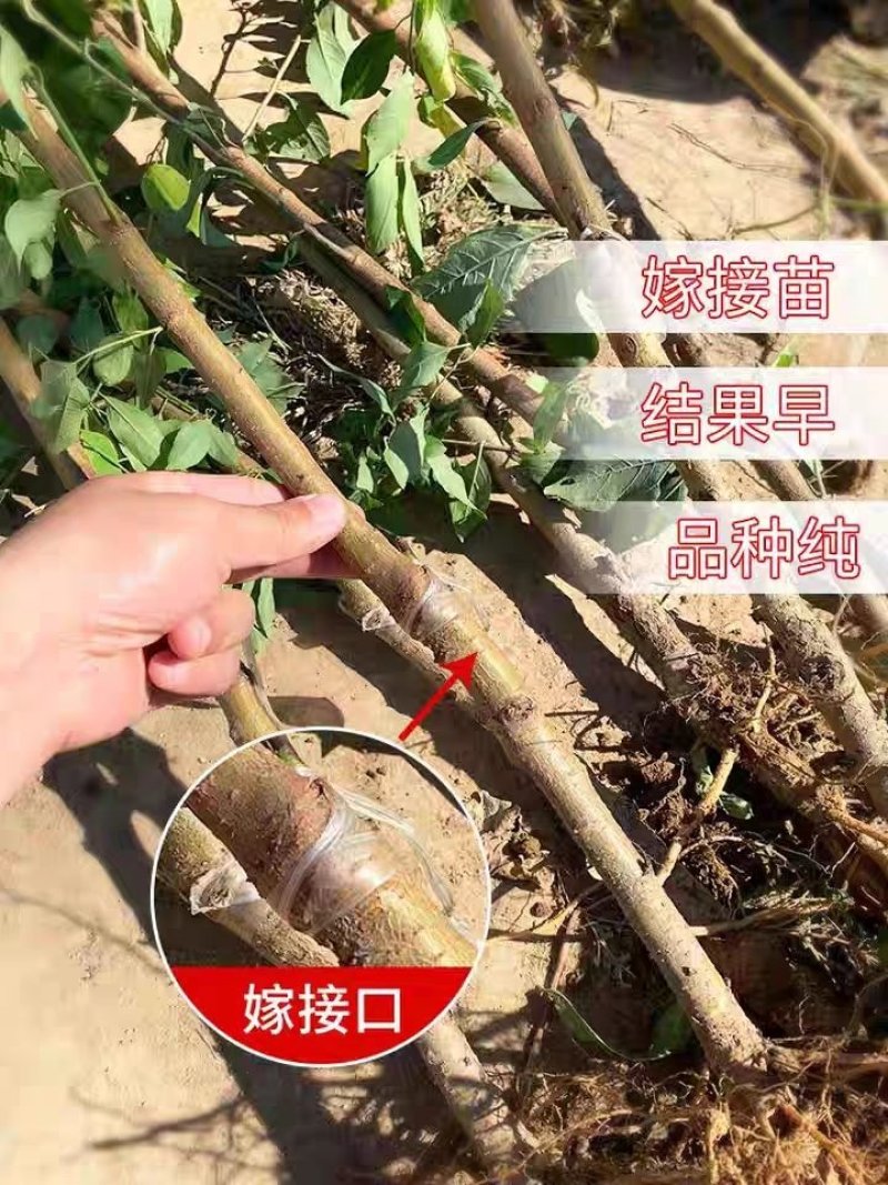 嫁接李子苗三华李高产红布李树苗南方北方种植果树苗当年结果