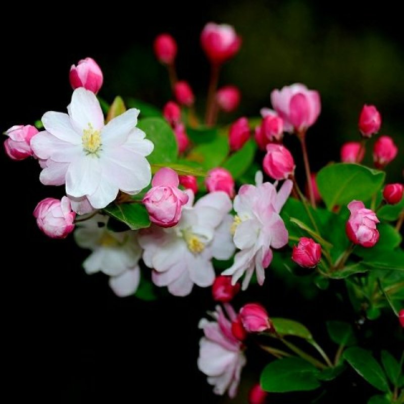 海棠苗工程绿化苗庭院种植苗观叶观花植物量大从优
