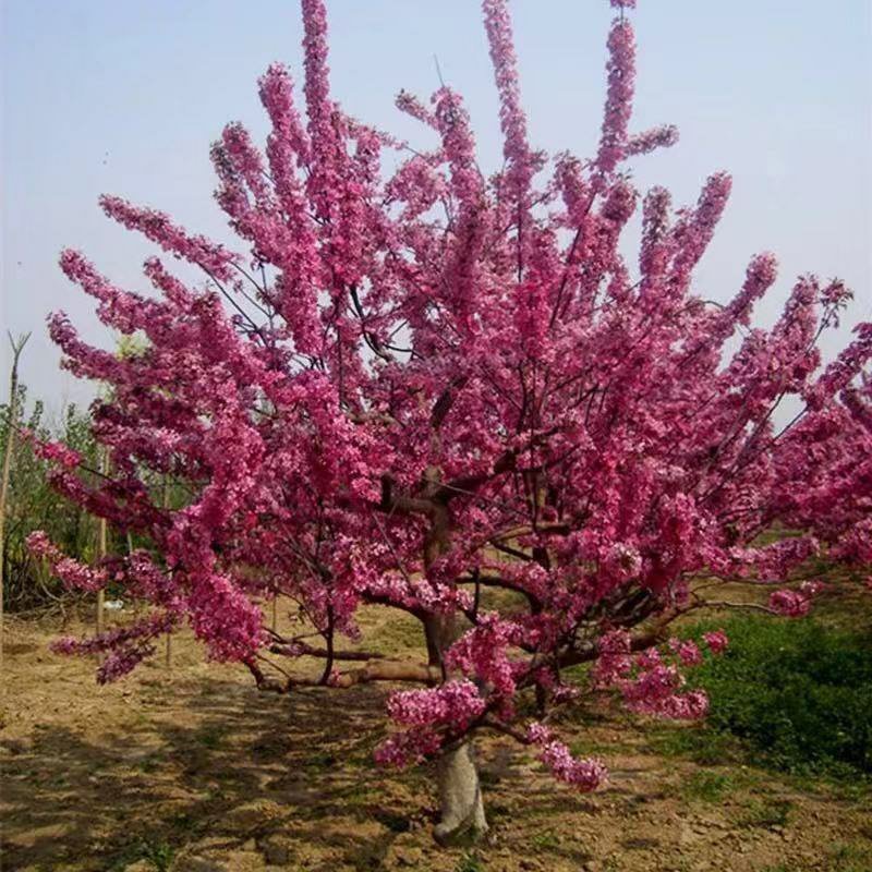海棠苗工程绿化苗庭院种植苗观叶观花植物量大从优