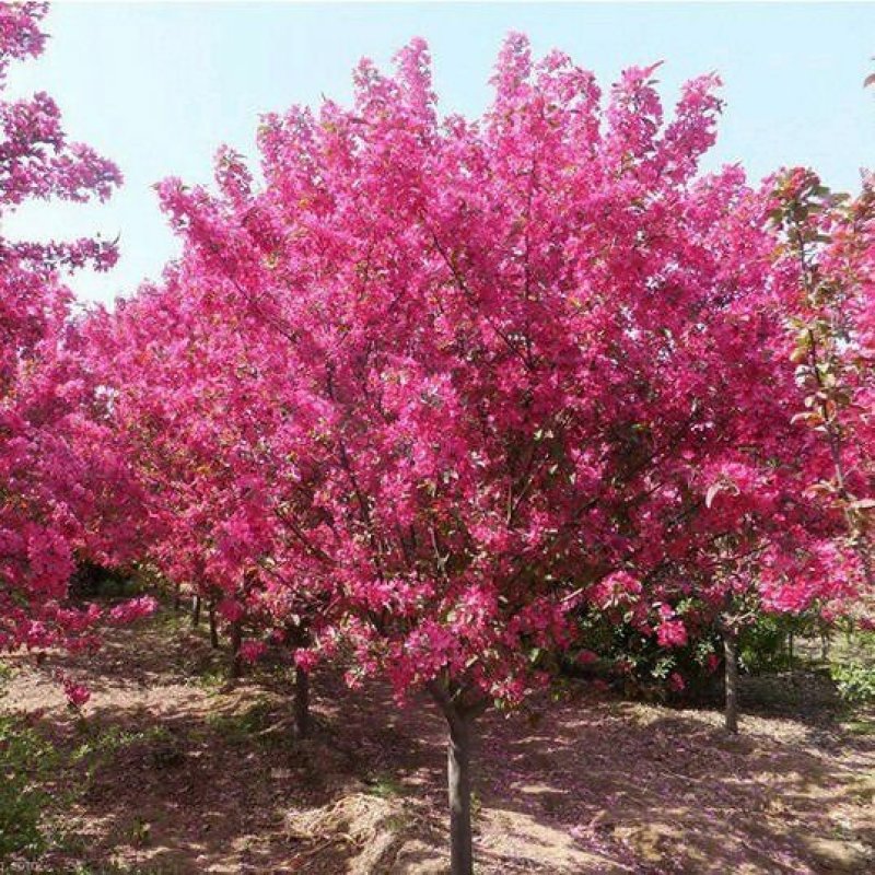 海棠苗工程绿化苗庭院种植苗观叶观花植物量大从优