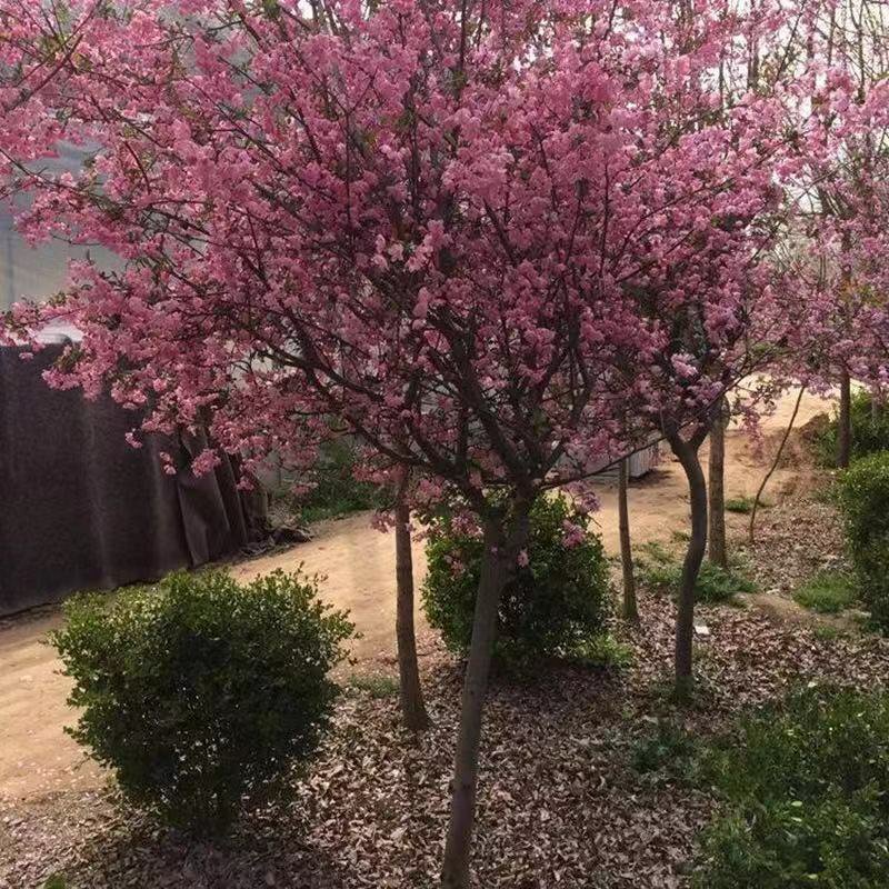 海棠苗工程绿化苗庭院种植苗观叶观花植物量大从优