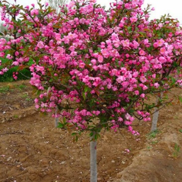 海棠苗工程绿化苗庭院种植苗观叶观花植物量大从优